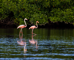 Greater Flamingo